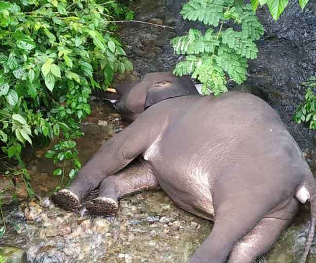 रायवाला में मोतीचूर रेलवे ट्रैक के पास हाथी के बच्चे की ट्रेन से कटकर मौत, मालगाड़ी से हुआ हादसा