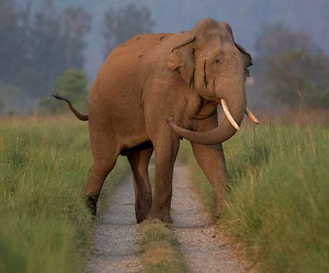 मोटाहल्दूू खनन निकासी गेट पर मृत मिला हाथी, जांच मे जुटा वन महकमा