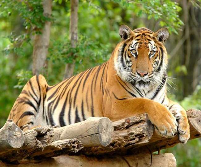 चार बार बाघ दिखा पर दूरी के चलते नहीं किया जा सका ट्रैंकुलाइज, गन की क्षमता 50 फीट बाघ था 200 फीट दूर
