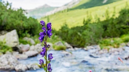 जलवायु परिवर्तन का असर- उत्तराखंड में समय से पहले खिलने लगे फूल, रंग और गंध में भी अंत