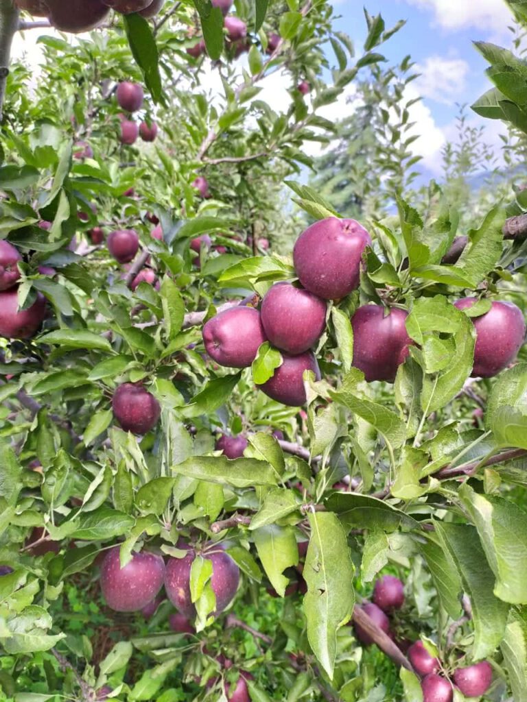 हर्षिल में सेब तैयार, सेब उत्पादको को उचित मूल्य बाग में मिलने जा रहा