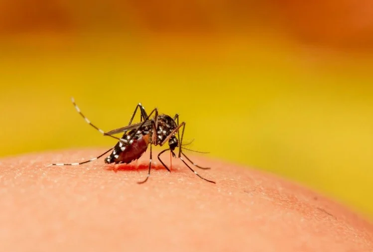 हरिद्वार में कोरोना के साथ अब डेंगू की दस्तक, सात लोगों में हुई पुष्टि