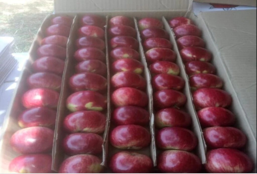 उत्तराखंड में पहली बार होगा अंतरराष्ट्रीय सेब महोत्सव, 24 से 26 सितंबर तक होगा आयोजन