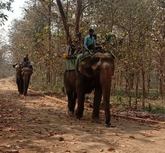 आशा-गोमती टीम के साथ ढूंढ रहीं हमलावर बाघ, सुबह छह बजे से लगती है दोनों हाथियों की ड्यूटी