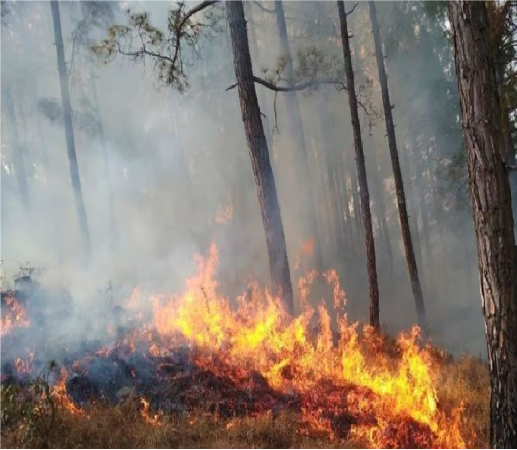  बढ़ती गर्मी के साथ जंगलों के धधकने का सिलसिला भी तेज,  24 घंटे में सर्वाधिक 31 जगह वनाग्नि की घटनाएं 