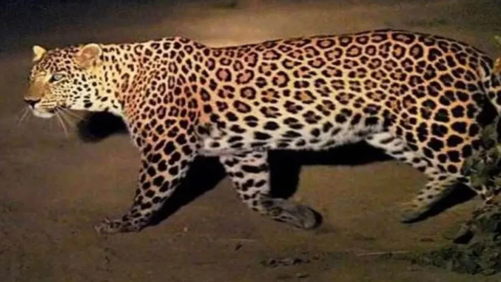 श्रीनगर-पौड़ी मार्ग पर गुलदार का हमला, 51 वर्षीय महिला की मौत